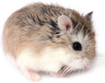 roborovski hamster