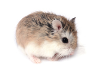 roborovski hamster