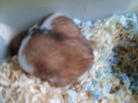 a hamster with a distended abdomen