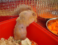 old hamster with fur loss