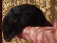 black bear hamster