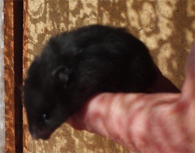 black bear hamster