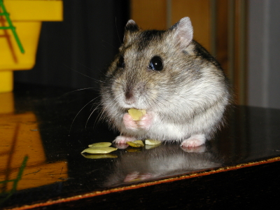 campbells dwarf hamster