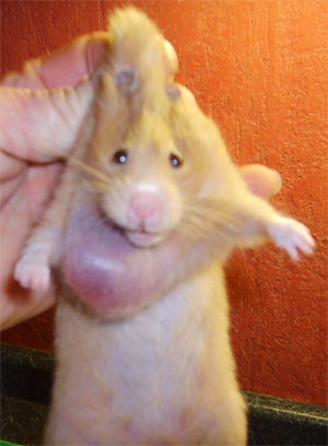 hamster with a cyst