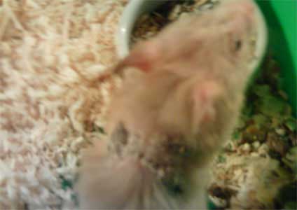 skin problems in hamsters