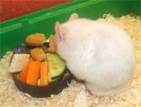 kinds of food for hamsters
