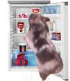 human food for hamsters