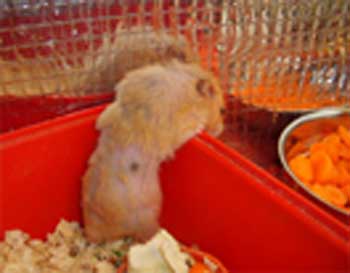 a hamsters sebaceous glands