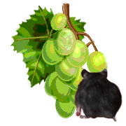 grapes