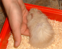 handling hamsters