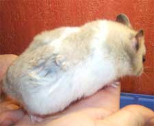 a hamsters hip spots