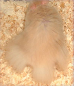 long haired hamster