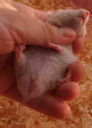 young male hamster