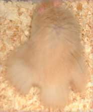 teddy bear male hamster