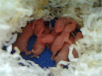 nest of new born pups