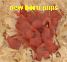 new born hamster pup