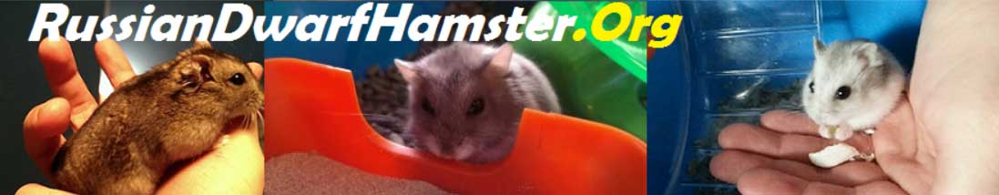 russian dwarf hamsters
