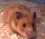 syrian hamster