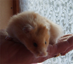 teddy bear hamster