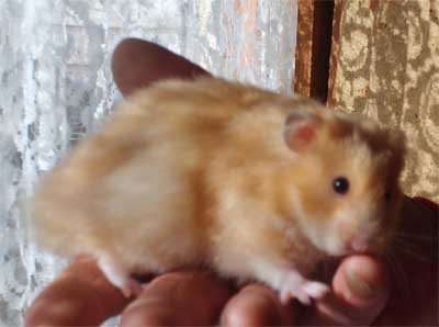 baby hamsters for sale
