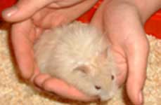 long hair teddy bear hamster