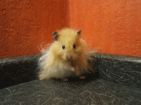 long hair teddy bear male hamster