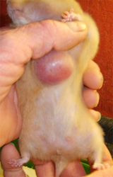 cyst in a hamster