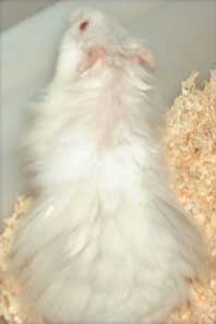 White teddy sales bear hamster