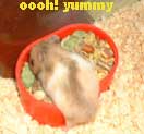 baby hamster food