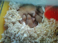 hamsters suckling