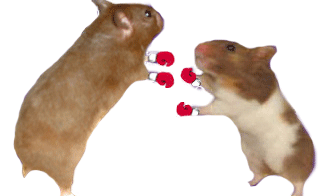 fighting hamsters