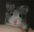 syrian hamster brandon