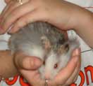 breeding hamsters