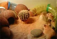 hamster home