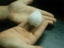 baby syrian  hamsters