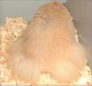 long haired hamsters