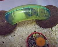 hamster playtime