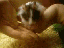 handling  taming syrian hamsters