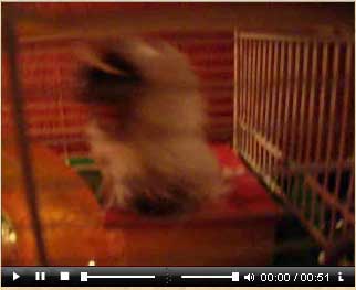 Hamster